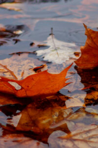 autumn raining background