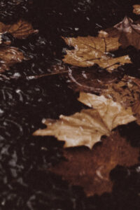 autumn raining background