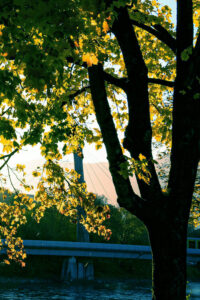 blue autumn background