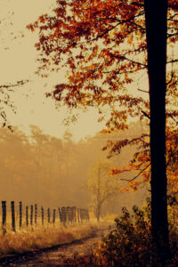 dark autumn background