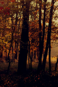 dark autumn background