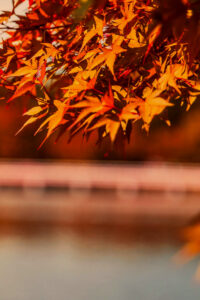 orange autumn background
