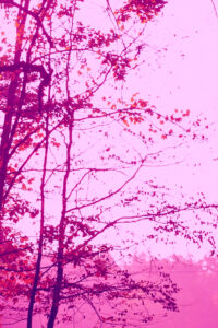 pink autumn background