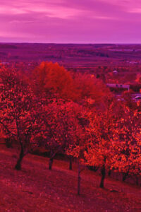 pink autumn background