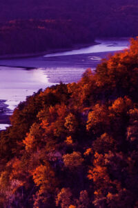 purple autumn background