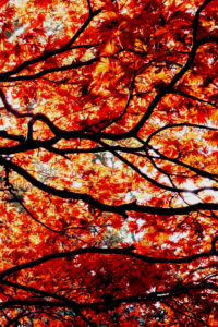 red autumn background