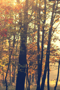 simple brown autumn background