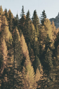 vintage autumn background