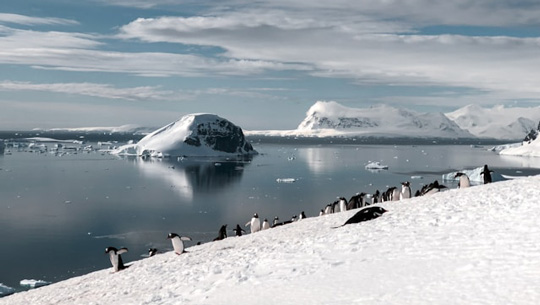 Antarctica penguins