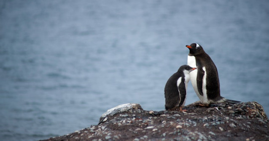 Antarctica penguins