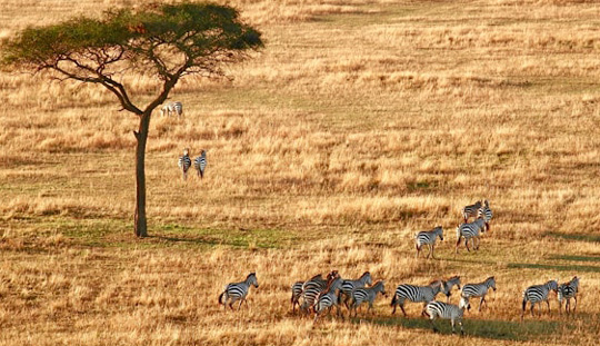 Serengeti National Park, Arusha, Tanzania