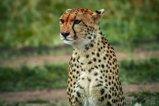 cheetah Masai Mara National Reserve, Kenya