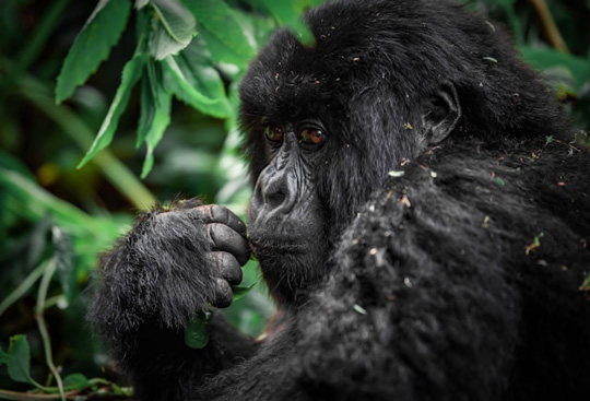 gorilla Volcanoes National Park Rwanda