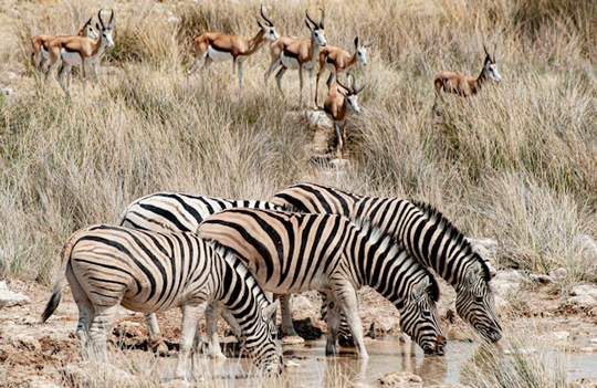 zebras drinking Etosha National Park, Namibia