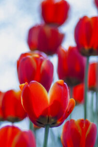 1 vibrant red tulips spring phone wallpaper