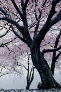 10 pink blossom tree spring phone wallpaper