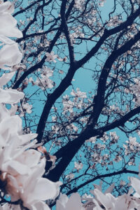 11 white blossom tree spring phone wallpaper