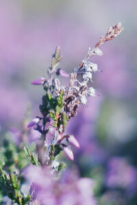 12 purple green plant spring phone wallpaper