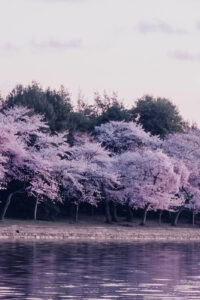 13 cherry blossom spring phone wallpaper