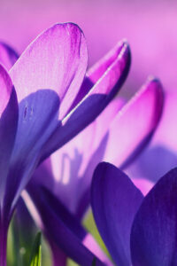 14 vibrant purple flowers spring phone wallpaper