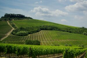 15 Tuscan Countryside Aesthetic Landscape, Vineyard
