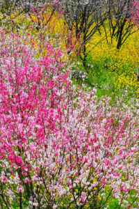 15 colorful garden spring phone wallpaper