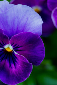 16 purple yellow flower spring phone wallpaper