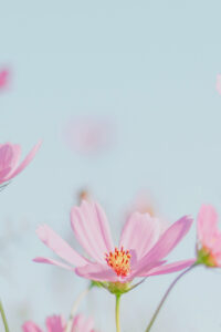 18 closeup pink flowers spring phone wallpaper