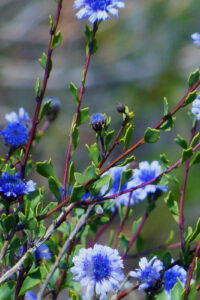 19 blue white flower plant spring phone wallpaper