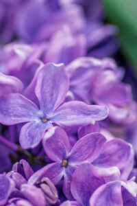 2 charming purple lilac spring wallpaper