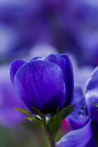 20 purple flower closeup spring phone wallpaper