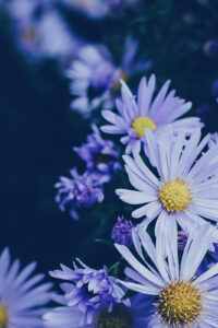 21 purple white yellow flowers spring phone wallpaper