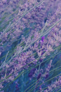 22 lavender flowers spring phone wallpaper