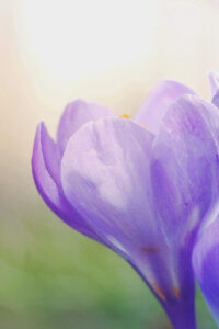 23 closeup purple flower spring phone wallpaper