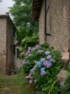24 Tuscan Countryside Aesthetic Landscape, Old Houses with Hydrangea Flowers