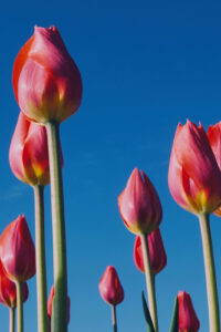 24 red pink tulips spring phone wallpaper