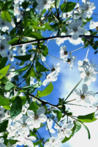 25 tree branch white flowers spring phone wallpaper