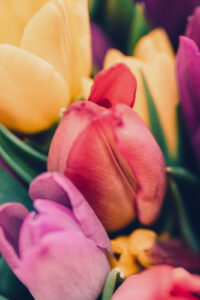 26 colorful tulips spring phone wallpaper
