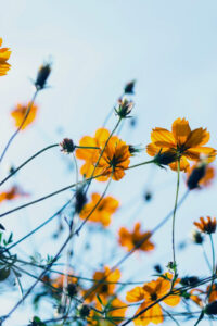 27 yellow orange flowers spring phone wallpaper