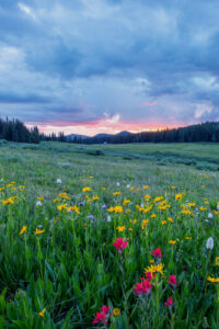28 colorful wildflowers sunset spring phone wallpaper