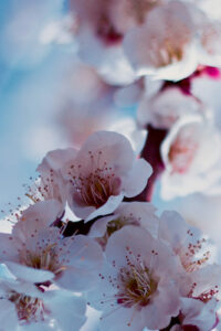 29 closeup white flowers spring phone wallpaper