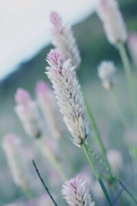 3 purple spring flowers phone wallpaper