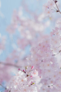 30 cherry blossom spring phone wallpaper