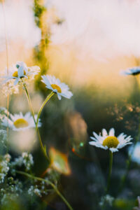 31 white daisies spring phone wallpaper