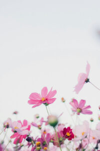 4 bright pink flowers spring phone wallpaper