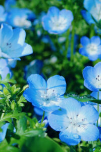 5 blue flowers spring phone wallpaper