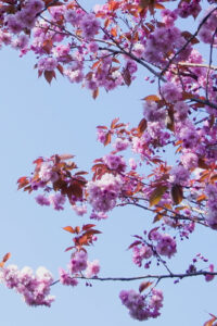 6 pink purple tree spring phone wallpaper
