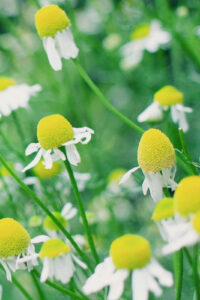 7 chamomile flowers spring phone wallpaper