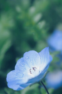 8 blue flower dewdrops spring phone wallpaper