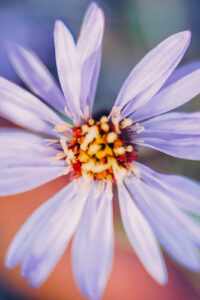 9 light purple flower spring phone wallpaper